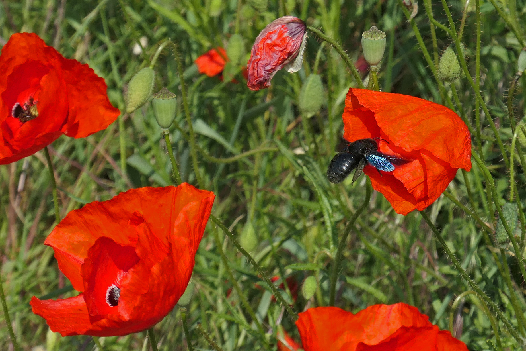 Violette Holzbiene auf Klatschmohn