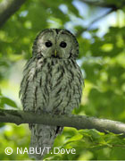Waldkauz, Foto: NABU/T. Dove