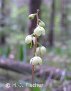 Grünblütiges Wintergrün, Foto: H.-J. Fischer