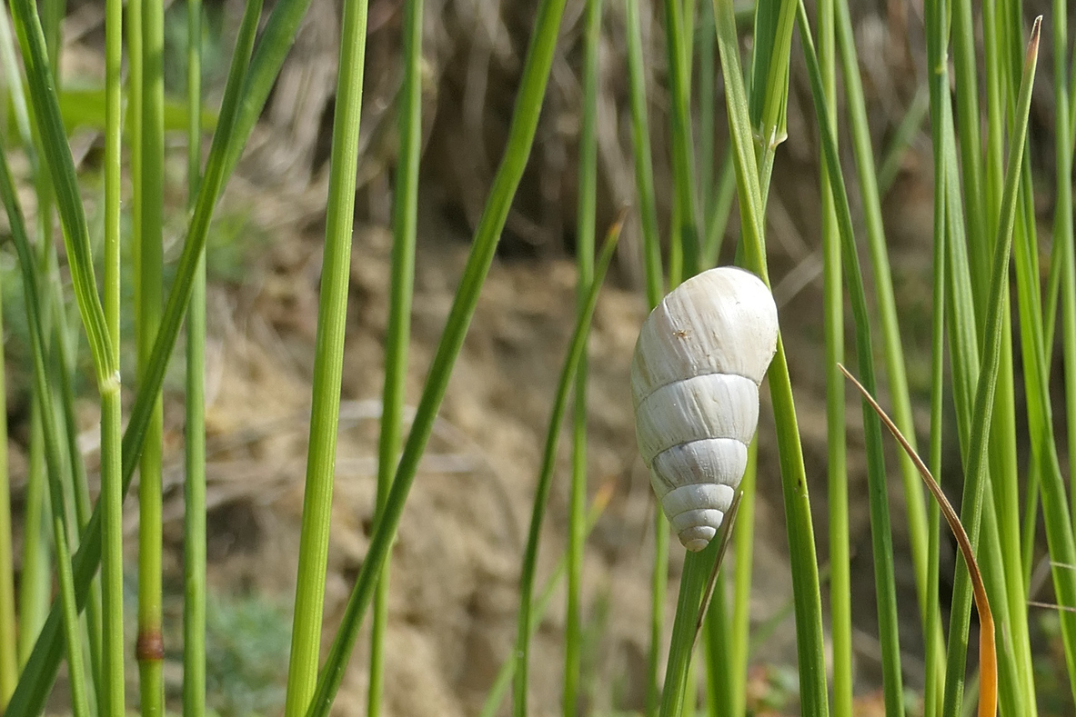 Große Turmschnecke