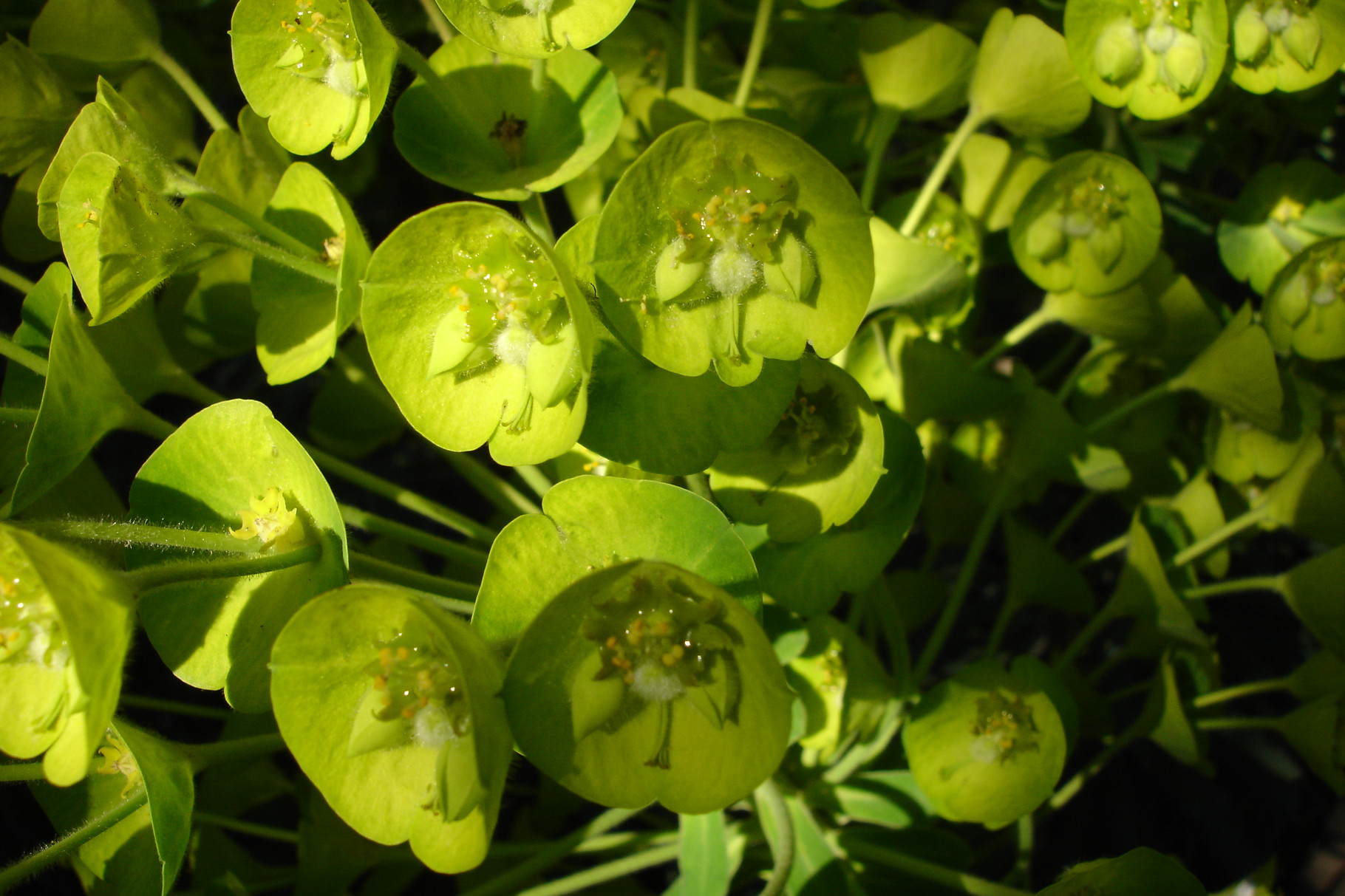 Euphorbia characias 'Wullfenii'