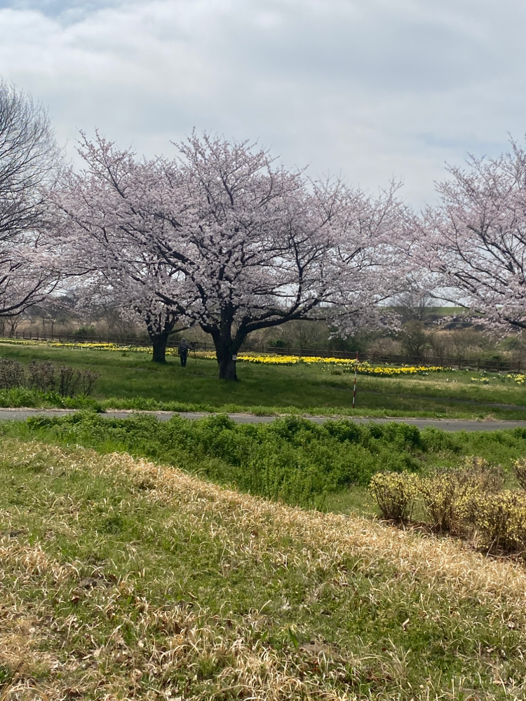 遊水地の桜。下の黄色い水仙？も可愛い♡