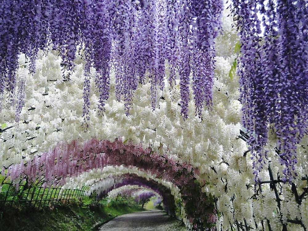 ЯПОНИЯ Тоннель глициний в японском саду цветов Кавати Фудзи, Китакюшу