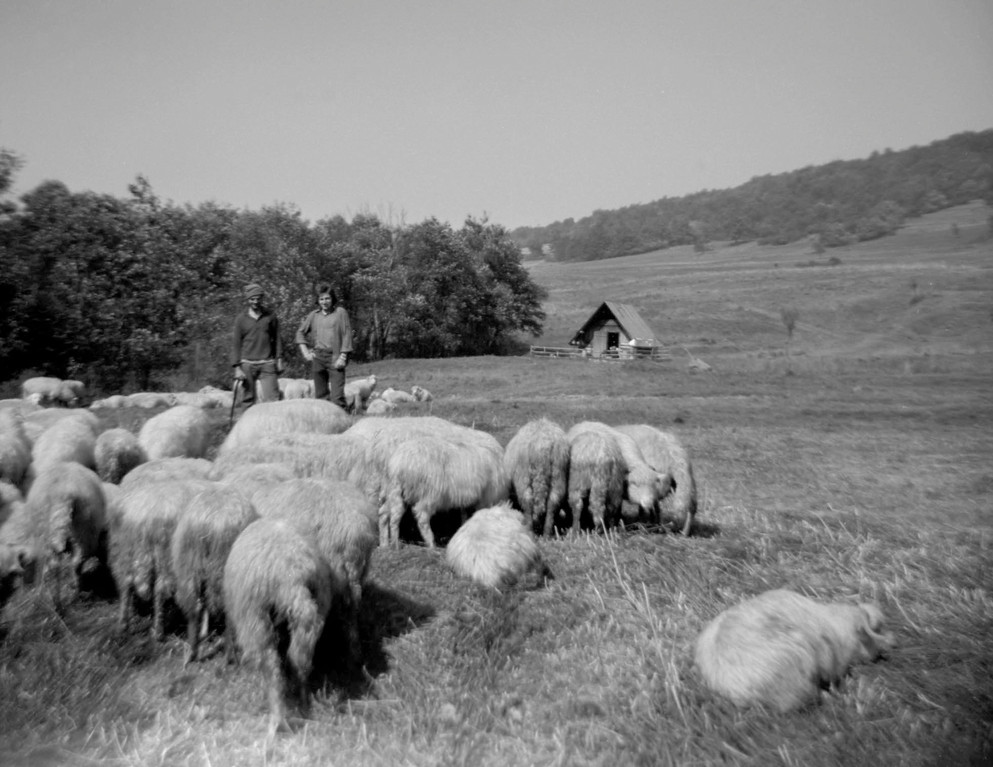 Pasterze z owcami. Fot. Dominik Księski