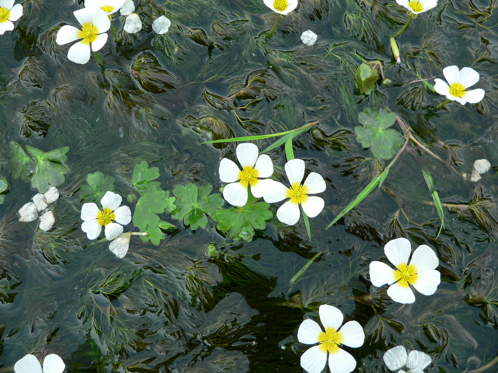 Wasserhahnenfuß