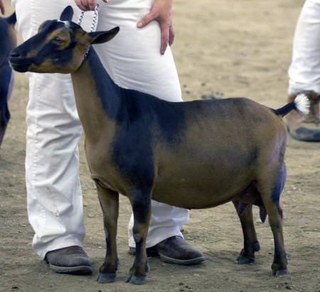 Great Granddam SGCH DILL'S XM KEENA 4*M (92 EEEE)