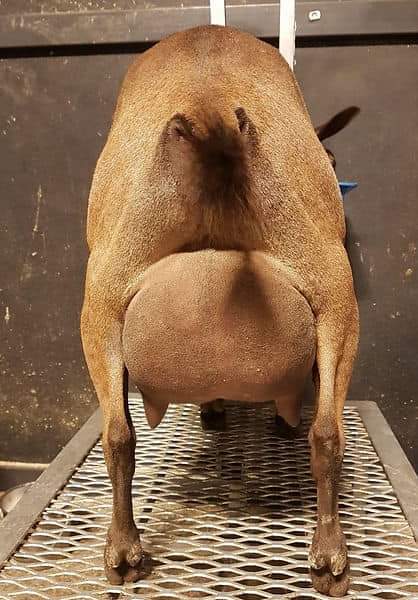 Dam Rear Udder: SIMPLE PLEASURES DR EDENS EDGE Photo Credit to Heaven's Hollow