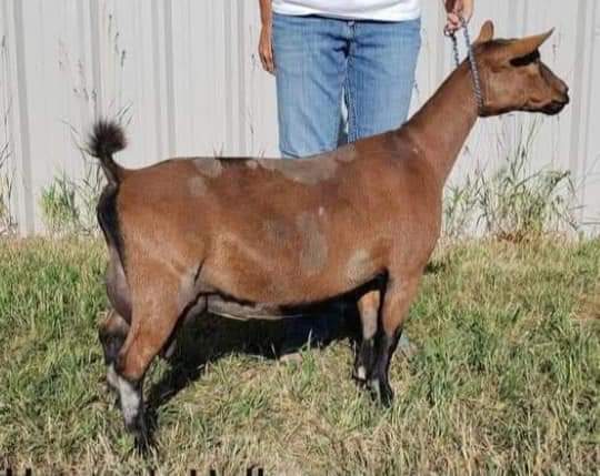 Maternal Sister: GCH Heaven’s Hollow Naomi 2*M    Photo Credit to Heaven's Hollow