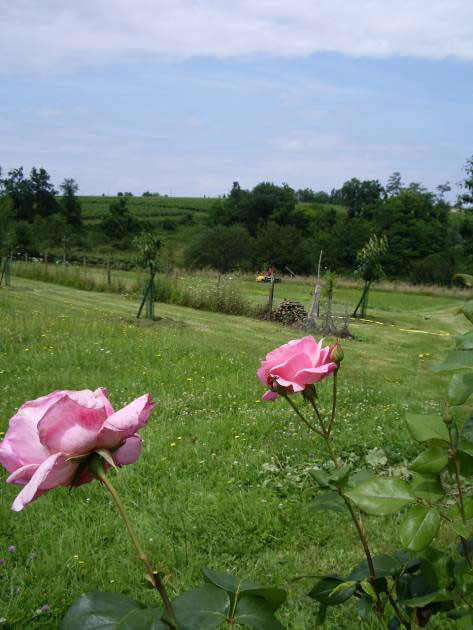 Gîte Ruch- jardin privatif, vue sur les vignes