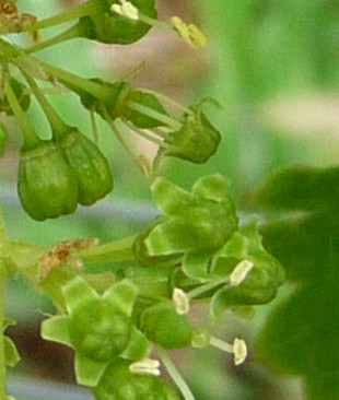 Printemps- Fleurs de vigne mai