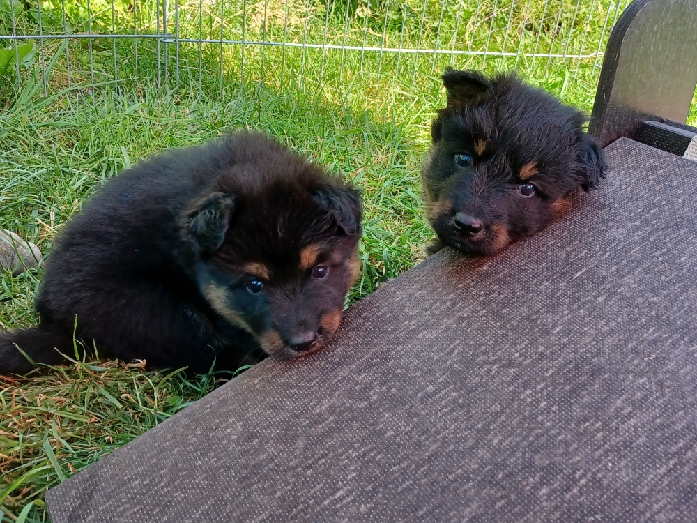 Kumiko Harley und Keenai Merlin