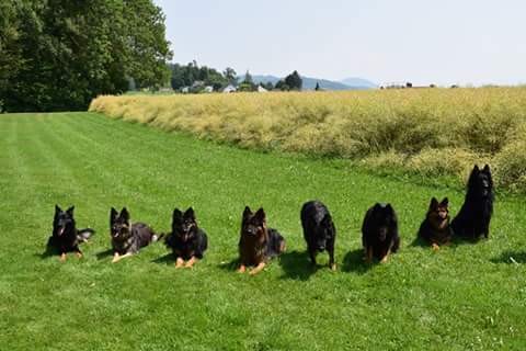 Chodenländerhunde in der Schweiz, ganz rechts Inca und Bonita