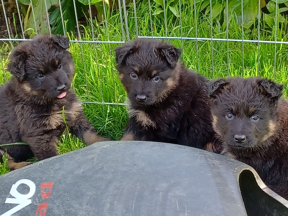 Jackson, Jarko Jay und Jenara