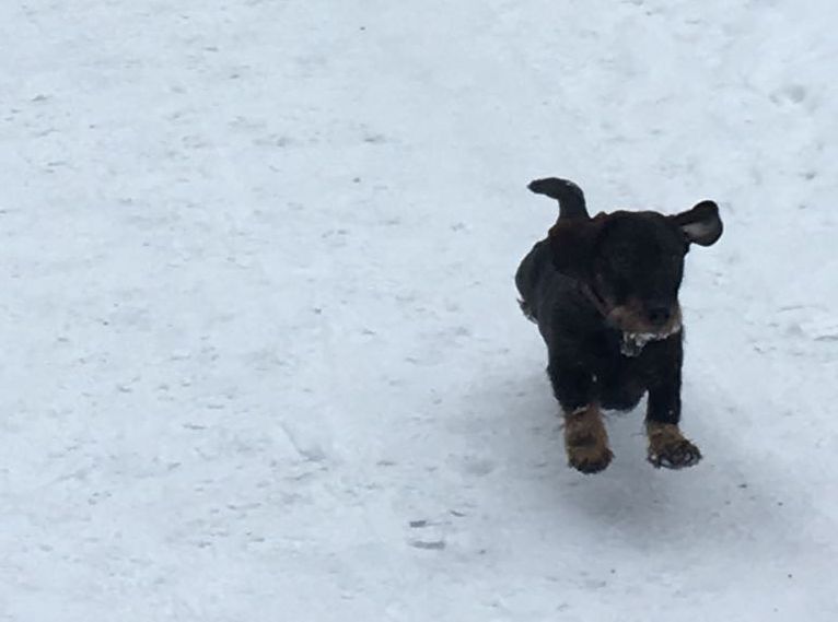 Schnee-Flug-Hund