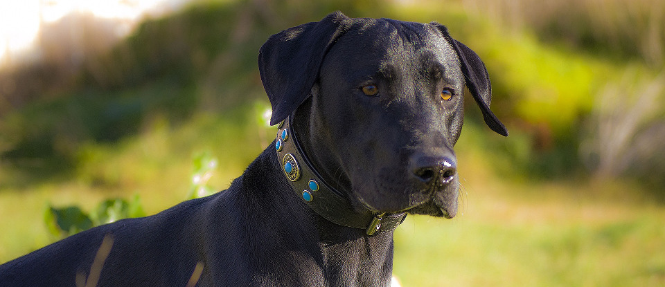 Efficace per allontanare le mosche e i tafani. <br>Proteggi i tuoi animali dagli insetti fastidiosi!