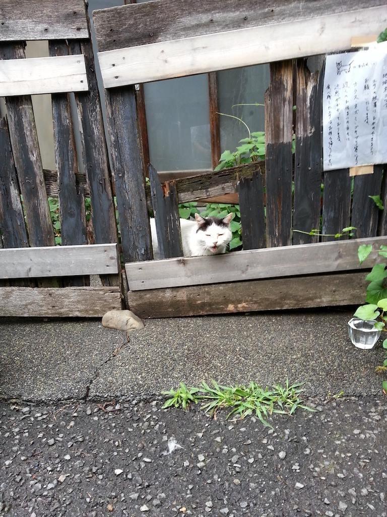 今日も専用出入口からおはようにゃん！　【2014年6月28日】