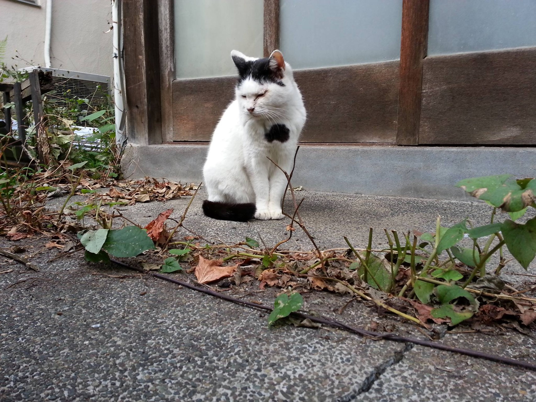 もうすぐ木枯らし吹く季節になるとです。心も寒くなるとです。ぬこ田です、ぬこ田です、ぬこ田です...。　【2014年10月26日】