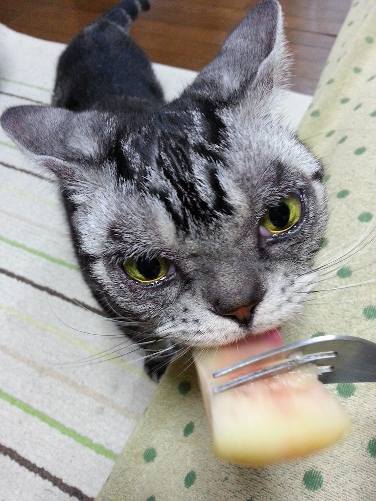 チキンも冷凍シシャモも信用できないので、今日も桃をモモモモモ～ハムハムハムの寅。　【2014年7月24日】