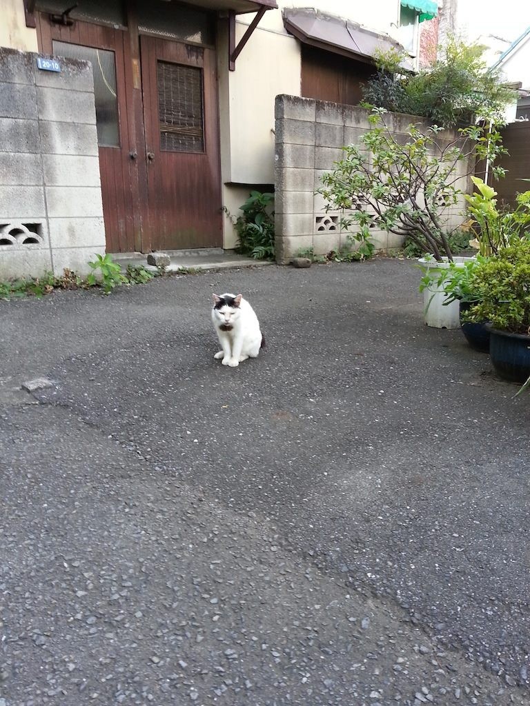 おはようにゃん。今日も朝から暑いにゃあ～　【2014年8月4日】