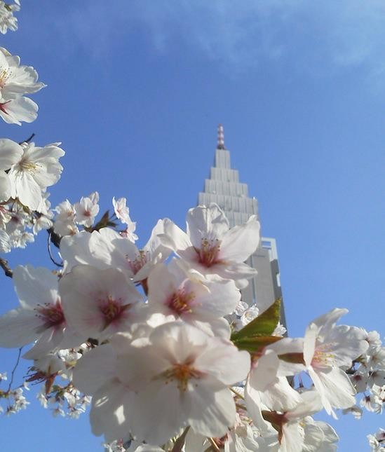 今日のドコモ桜。そろそろ散り始めていまつ。　【2012年4月10日】