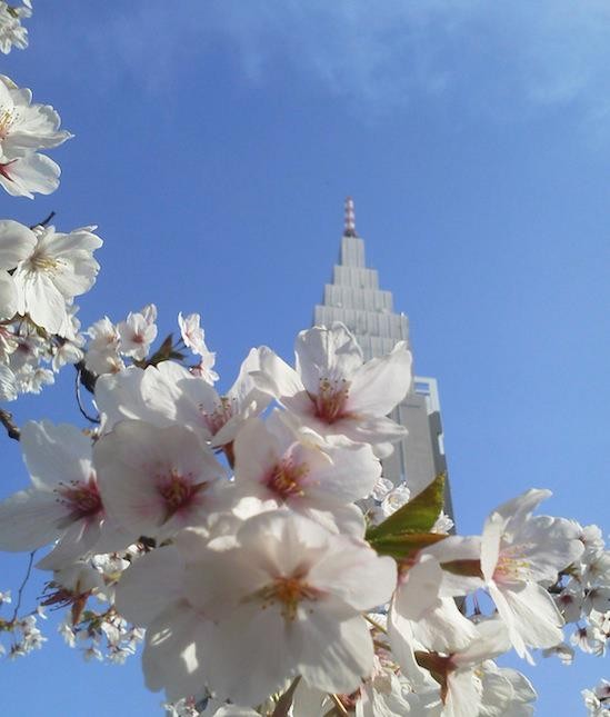 今日のドコモ桜。そろそろ散り始めていまつ。　【2012年4月10日】