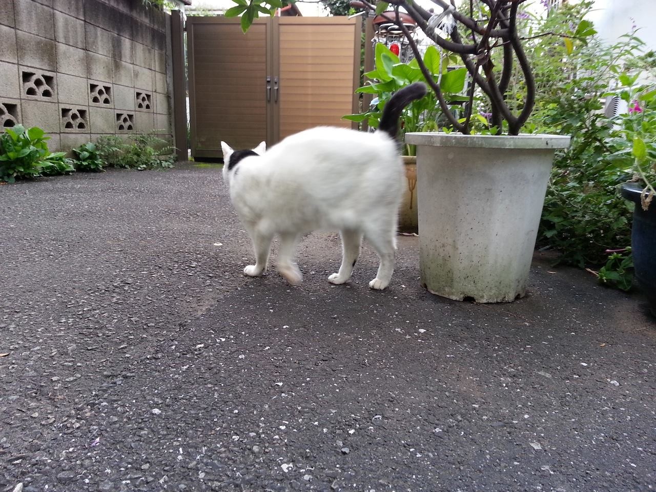 ほな、地廻り行ってくるにゃ！　【2014年10月7日】