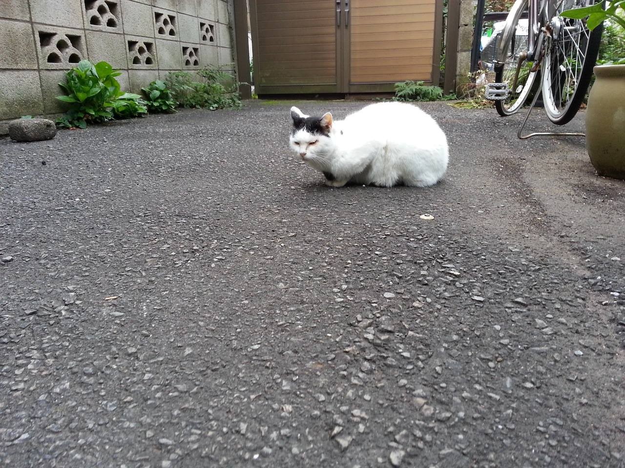 おはようにゃん！　猛烈な台風対策思案ちう。　【2014年10月9日】