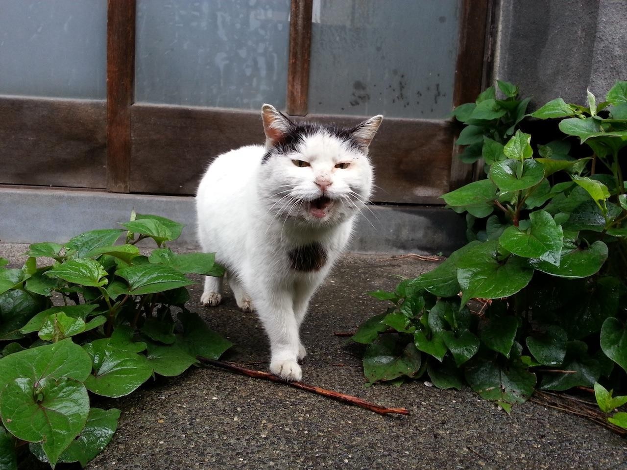 雨上がりだにゃあぁぁ～。　【2014年5月1日】