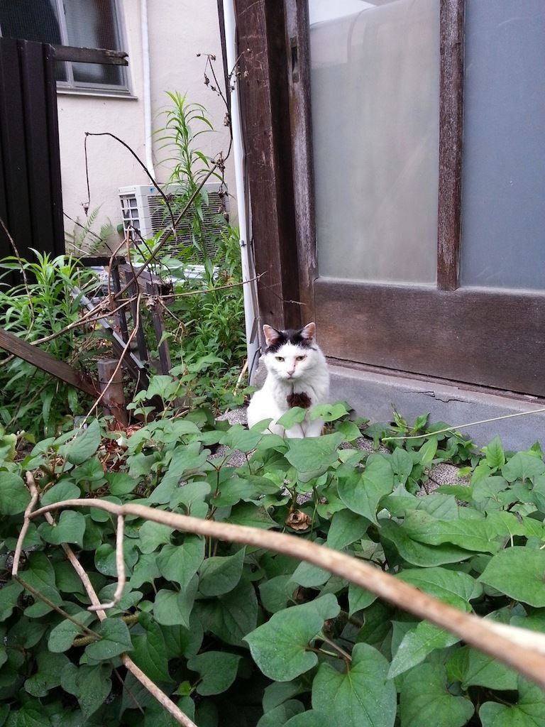 おはにゃん！　早く梅雨明けしないかにゃあ～♪　【2014年7月18日】