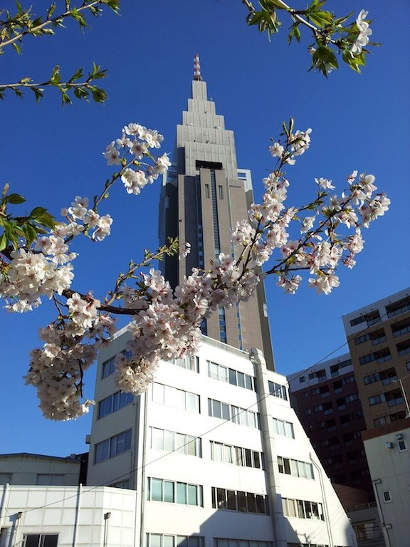 ドコモさくら、ほぼ満開だというのに短パンの下には、まだヒートテックタイツが必要なんでつよ。　【2013年3月26日】