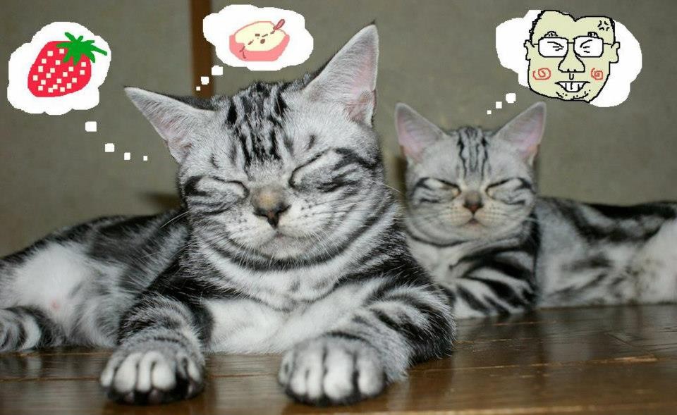 寅とさくらの Sweet Dreams とは？　(*´∀｀*)   http://catasters.tumblr.com/post/16878324864/sweet-dreams 【制作日／2012年3月15日】