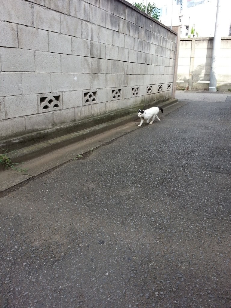 ♪あっ、うれにぃ～にゃ♪…からの大回転！　【2014年8月13日】