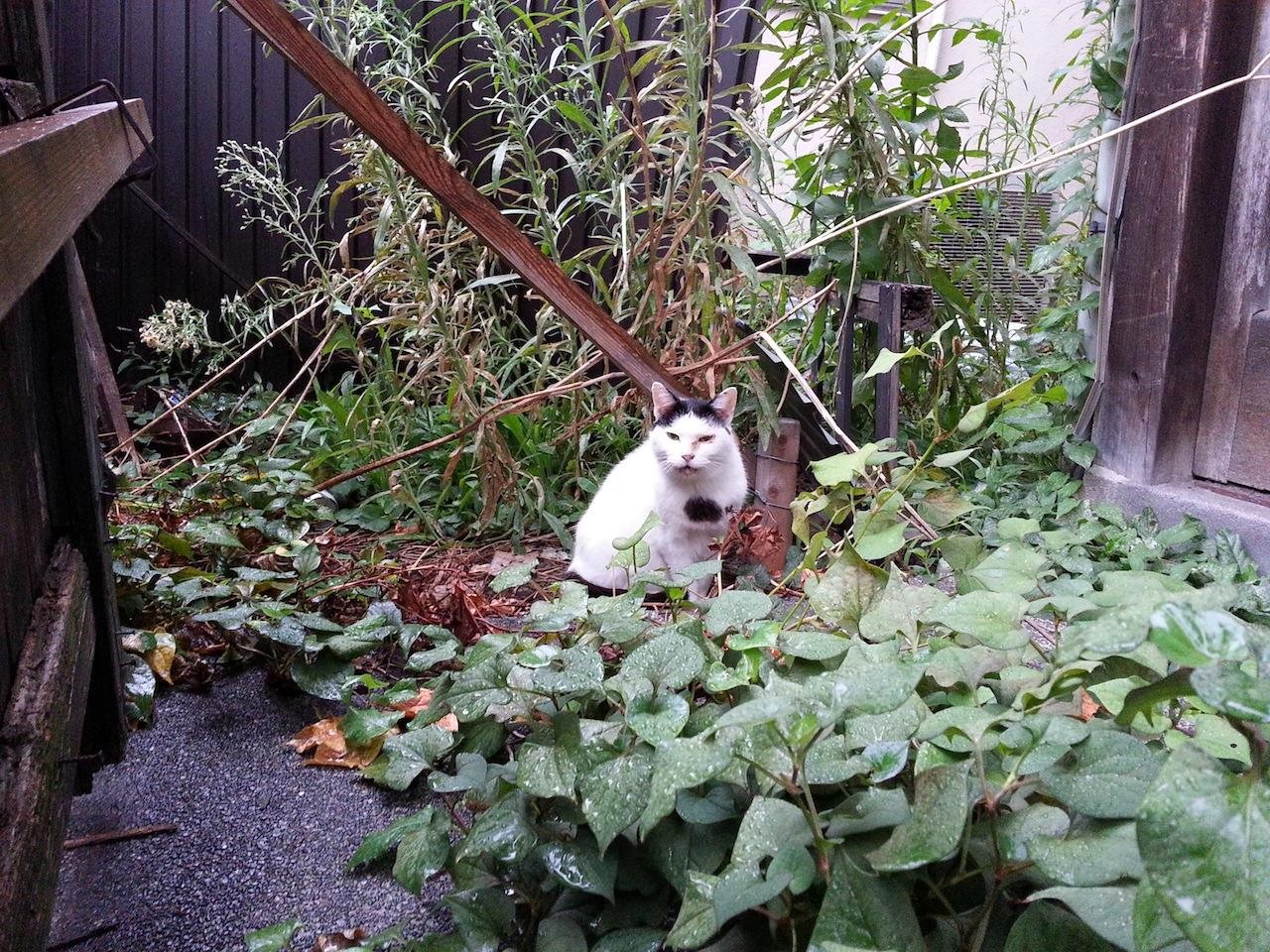 ♪ 雨にぃ～ 濡ぅれなぁ～がぁらぁ～　♪ たたずぅ～む ぬこ田さぁん～ ♪　【2014年8月27日】