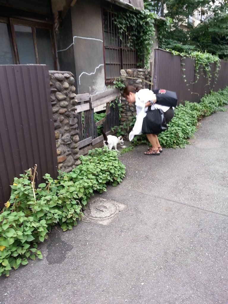 地域ぬこ田さんにご飯をあげる地域おばさん。　【2014年7月14日】