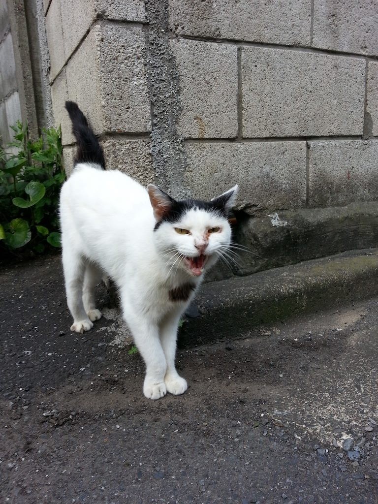 うっそぴょ～ん、ふんにゃぁぁぁ～！　【2014年8月14日】