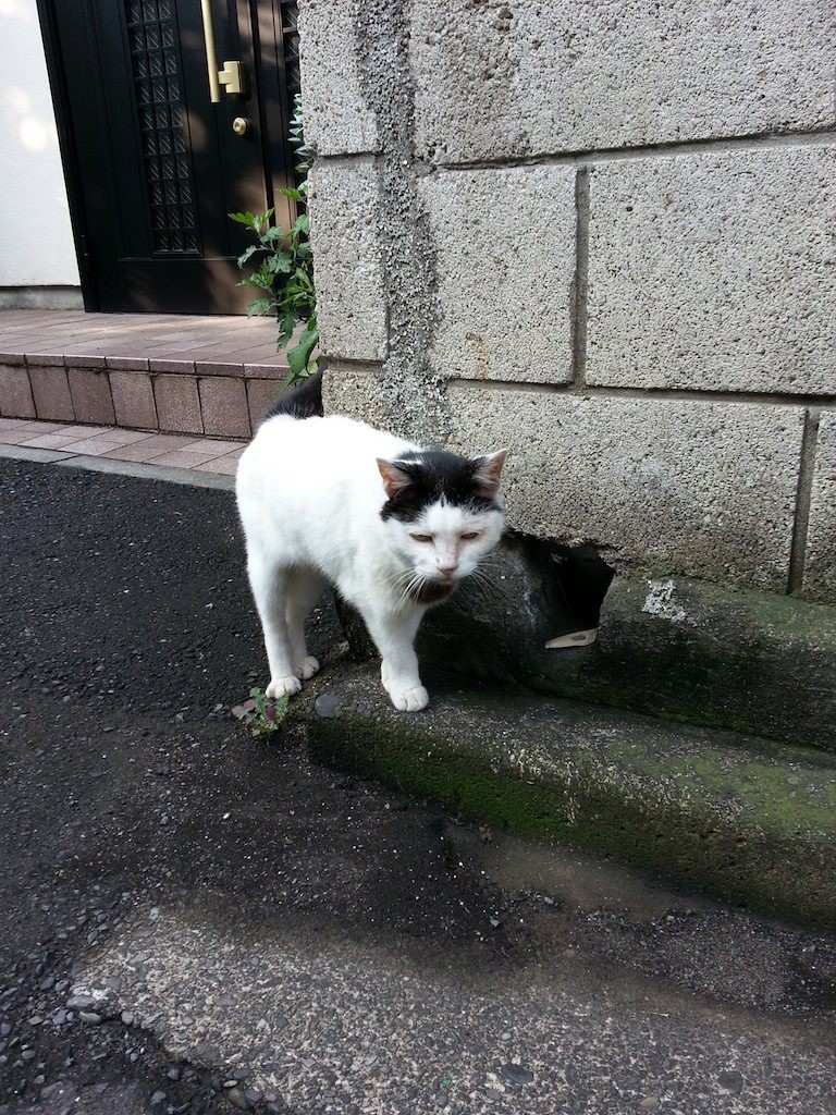 さてと、見廻りに行くかにゃ。　【2014年7月25日】