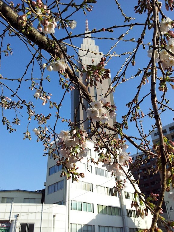 別角度だと三分咲きくらいね。　【2013年3月19日】