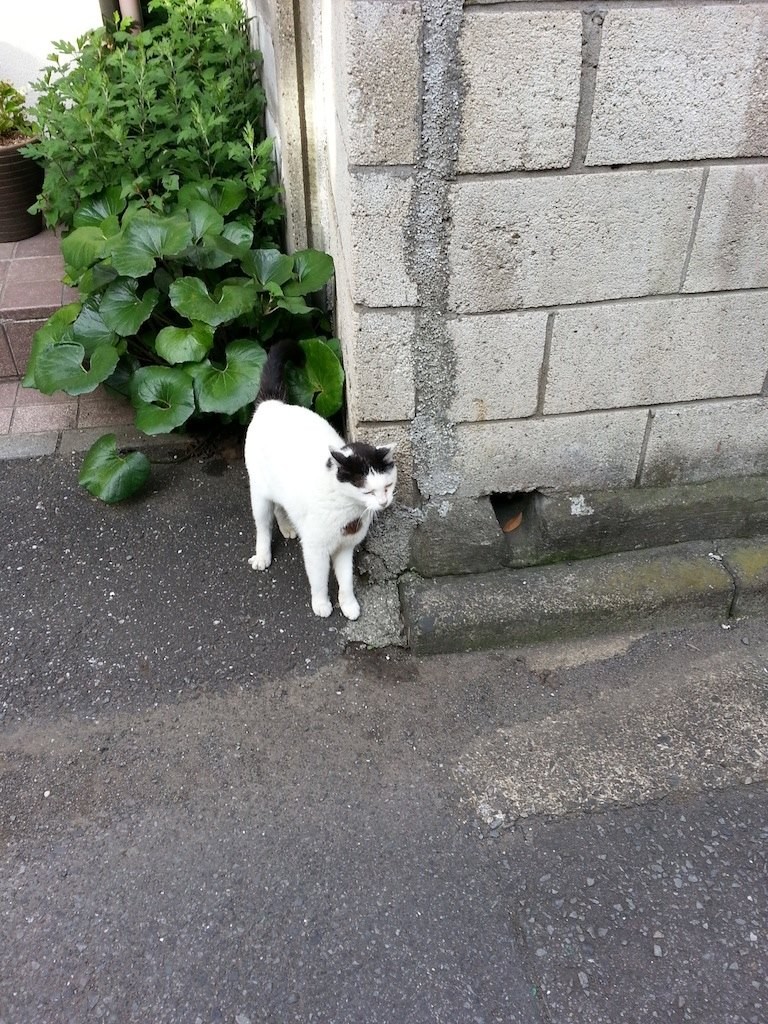 塀にすりすり…。　【2014年6月27日】