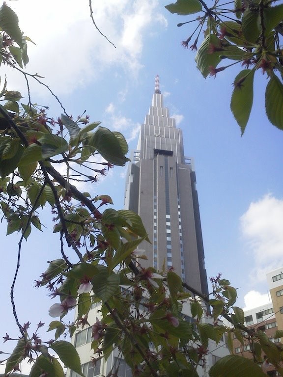 三日ぶり、昼下がりのドコモ桜。花びら少々。　【2012年4月18日】