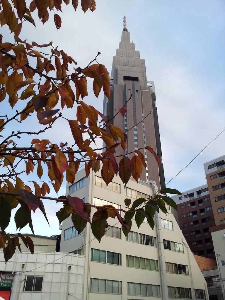 代々木の桜の葉も紅葉真っ盛りでつよ、奥さん！　【2013年11月28日】