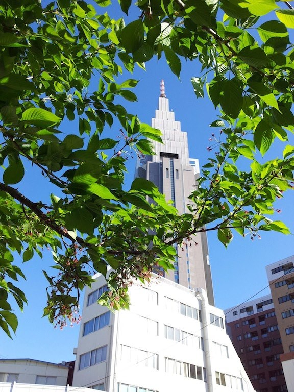 すでに初夏っぽい葉っぱのようなドコモ桜。　【2013年4月8日】