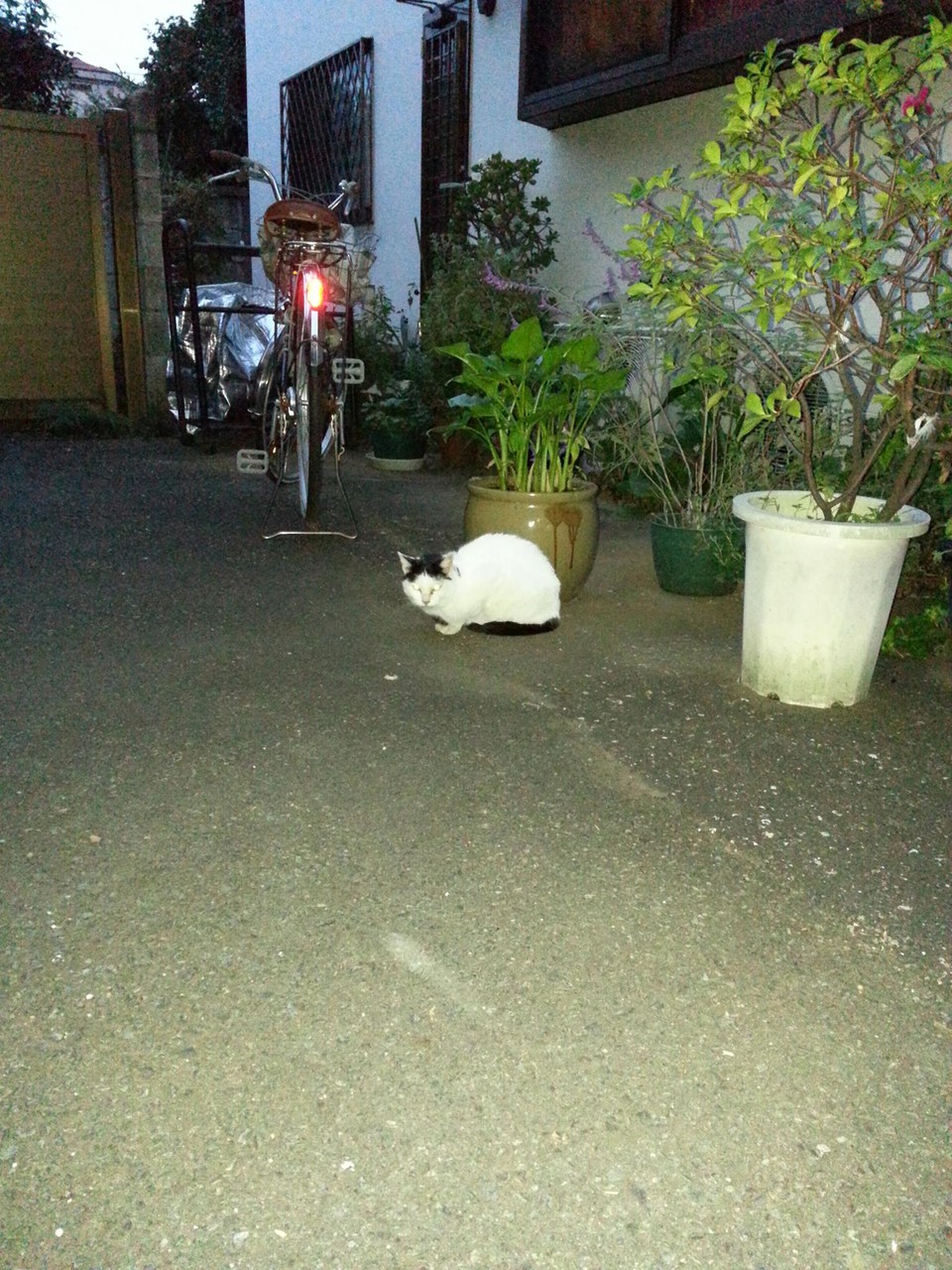 迷惑だにゃあ。(*´-`)　【2014年10月10日】