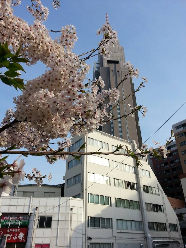 ドコモ桜、満開ちう。週末まで保つのかなぁ？　【2014年4月2日】