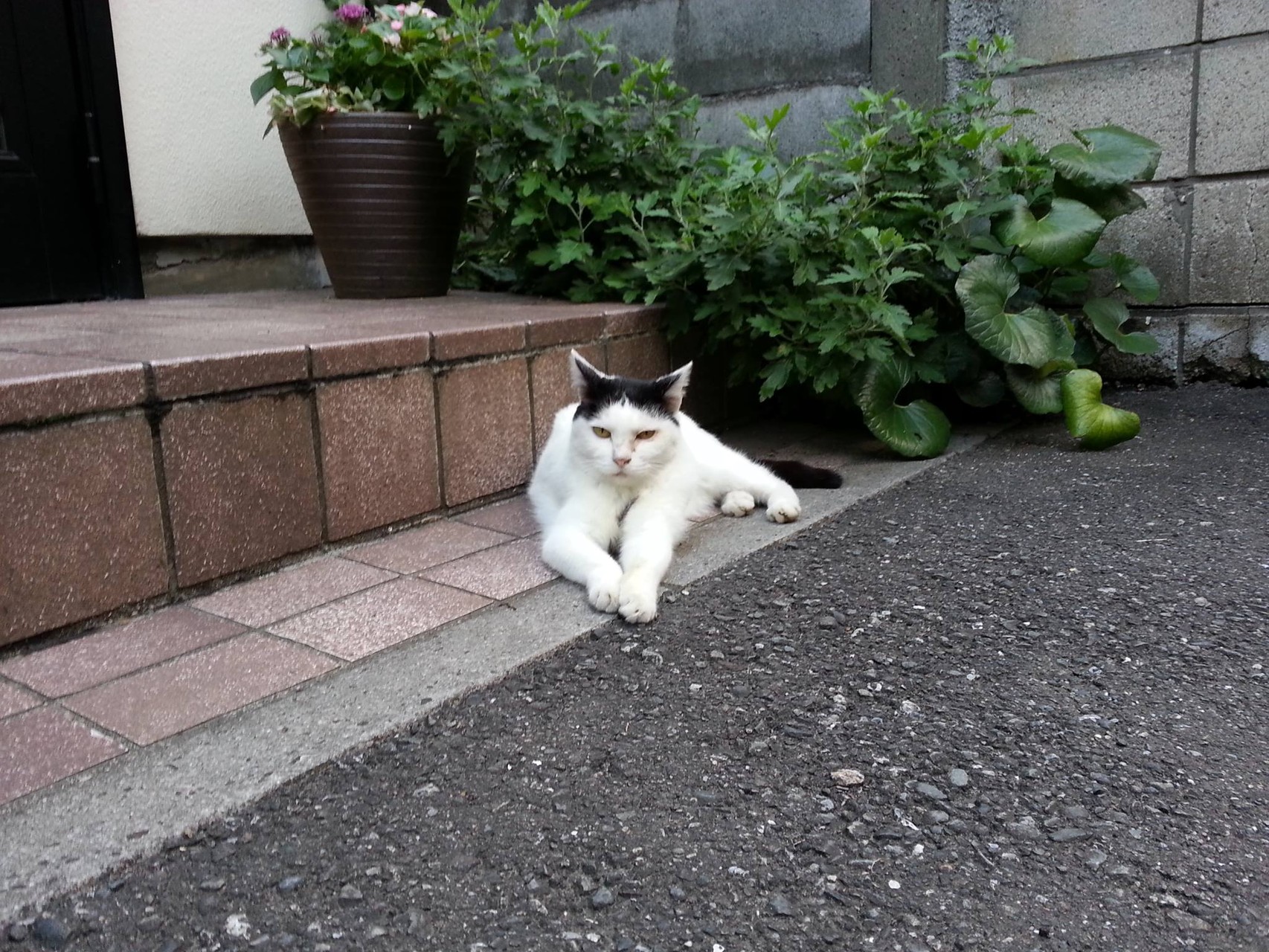 お疲れにゃん。前へ～～にゃらい！　【2014年9月2日】