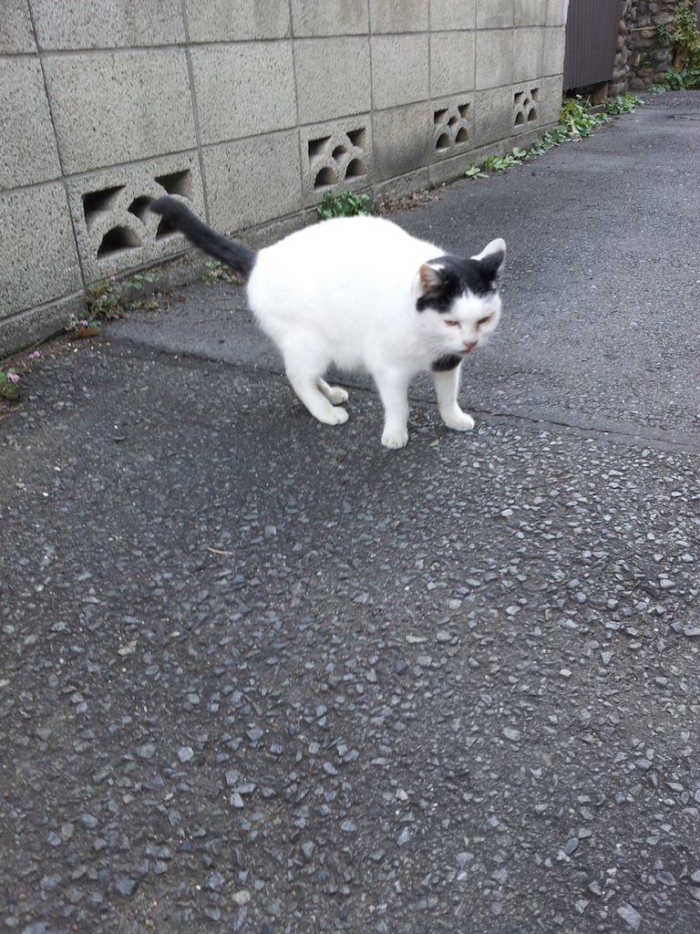 今朝のぬこ田健作。吉川くん、俺はぬこだ！　シャー！　【2013年11月13日】