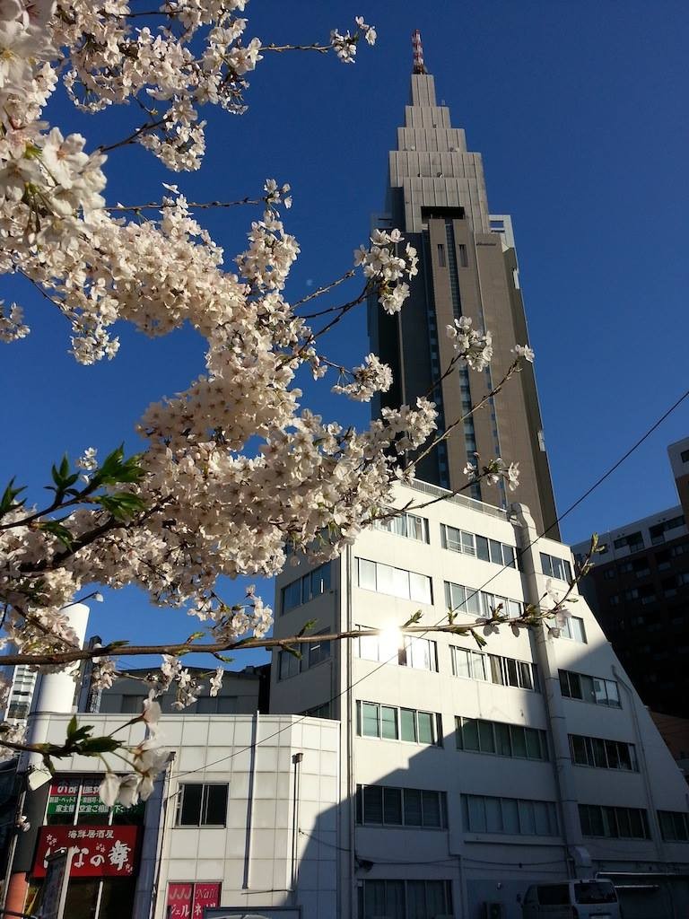 ほぼ満開！　そすて、今日は花粉が非常に多め！　【2014年3月31日】