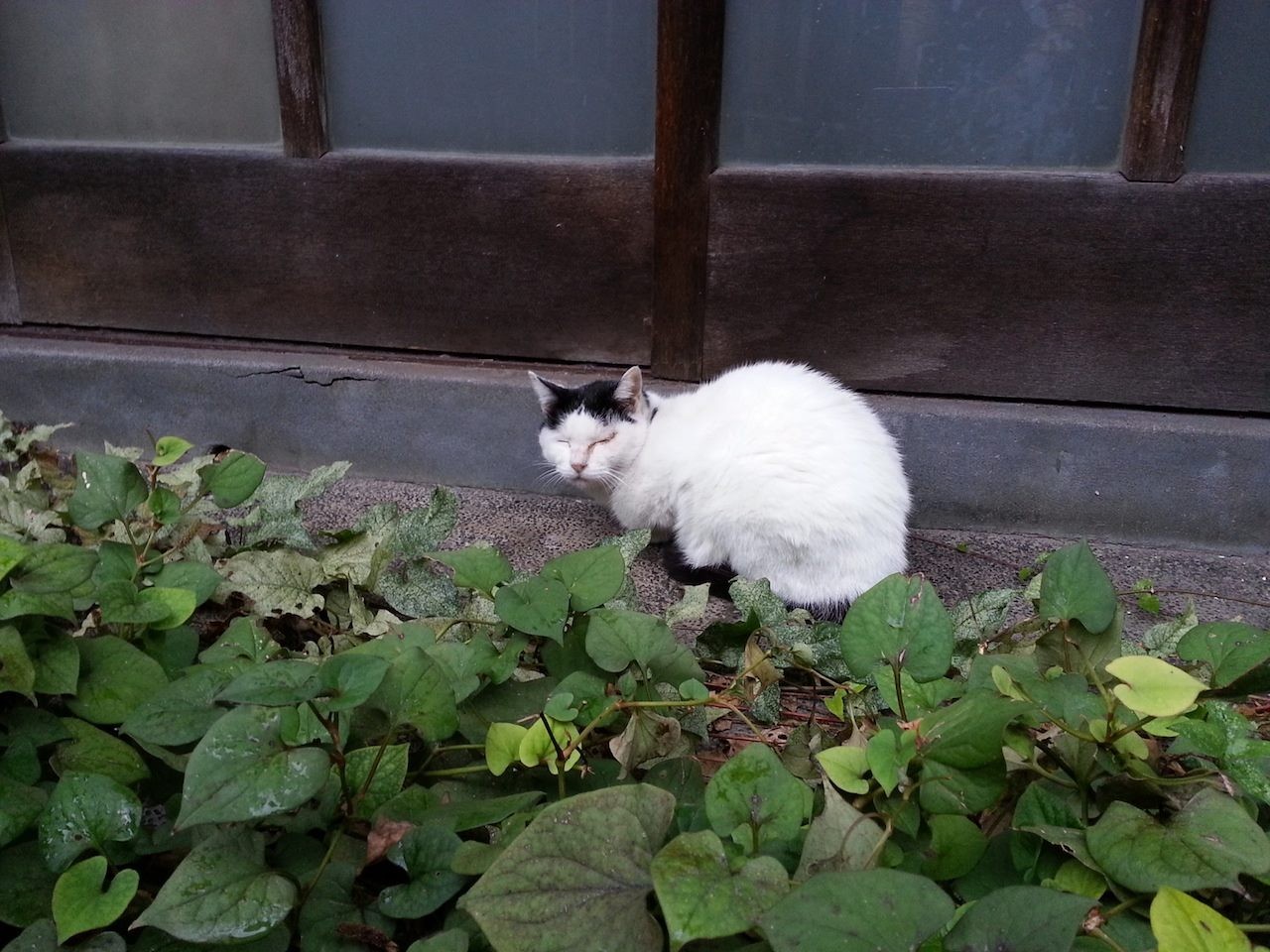 憂鬱な天気だにゃあ。　【2014年9月25日】