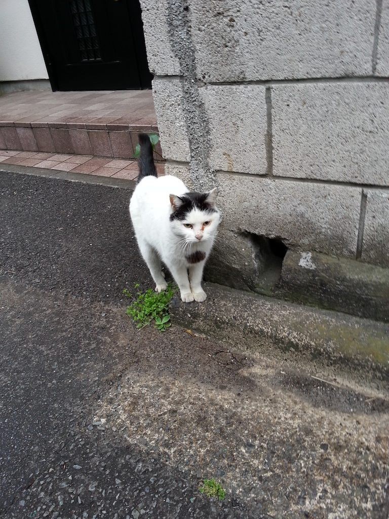 そすて、小雨降るなか佇むぬこ田さん。　【2014年4月18日】