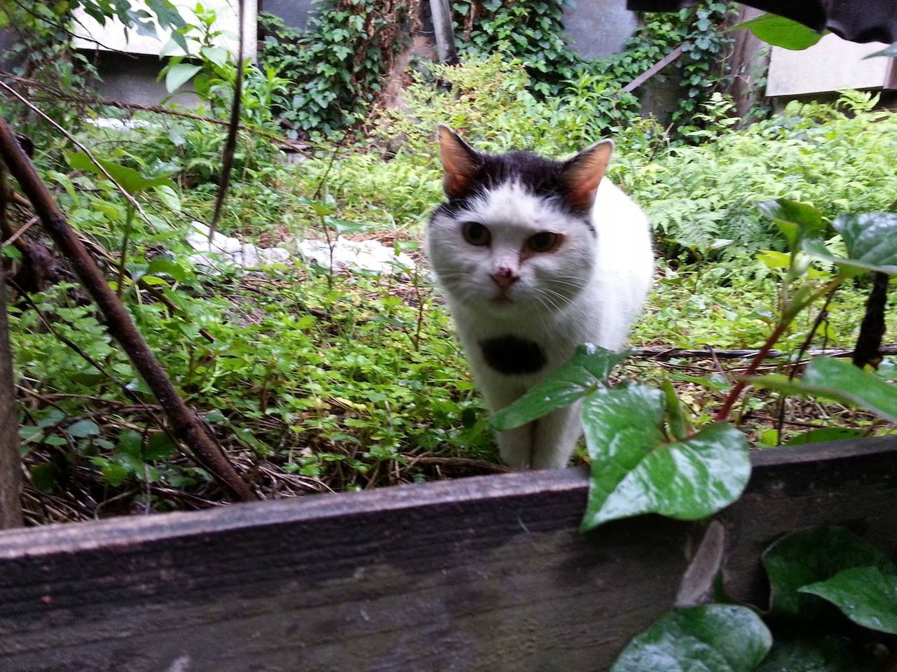 雨のお庭から、おはようにゃん。　【2014年5月13日】