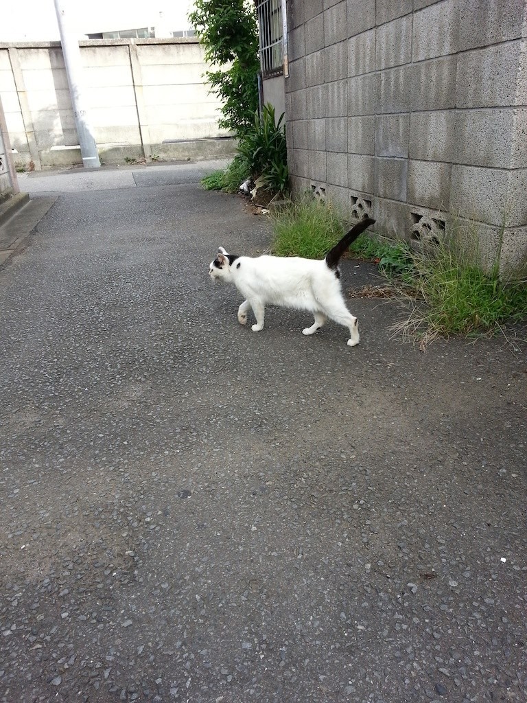 ♪ おにゃんぽ おにゃんぽ うれにぃ～にゃ ♪　【2014年8月13日】